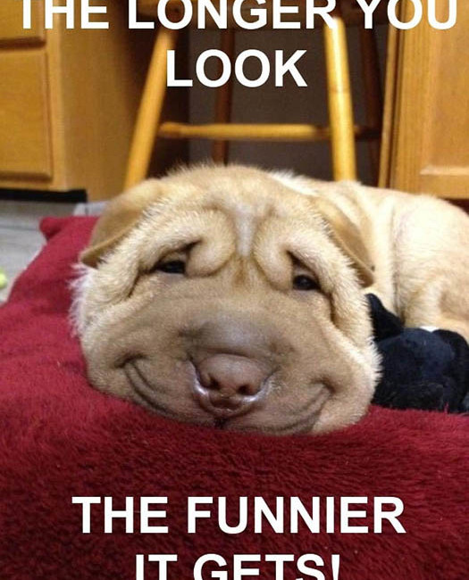funny-dog